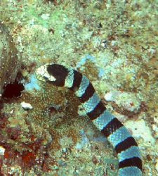 Banded Sea Snake. Olympus C8080 with PT-023 housing. Take... by Jan Messersmith 